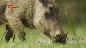 Close side view shot of warthog grazing GOOD LIGHT