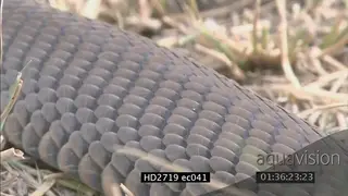 Mozambique Spitting Cobra laying on grass breathing and looking around CU PAN TU TD
