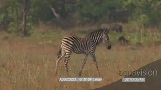 Zebra foal walking and grazing around a herd of blue wildebeests PROFILE GENERAL BEHAVIOUR