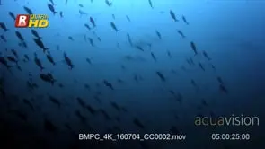 A school of fusilliers pass in front of a shiver of scalloped hammerhead shark glides…