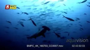 Silhouetted scalloped hammerhead shark glides through school of fusilliers during daytime.