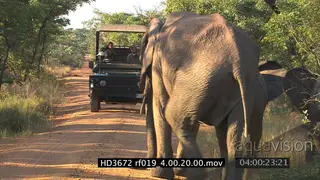African Elephant herd walking on the road, Elephant shows irritation with game vehicle