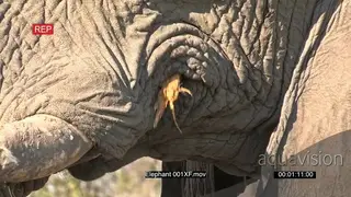 CU of elephant mouth eating stick