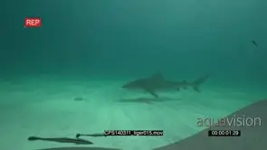 Tiger Shark swimming at the ocean bottom UW