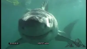 Great White Shark swimming underwater in ocean then biting camera MLS CU HAND