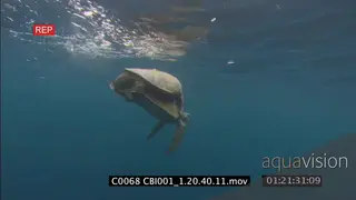 Green Sea Turtle mating near ocean surface WS; FF