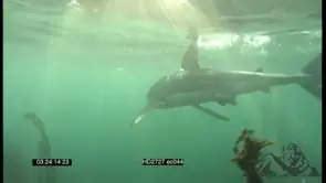 Great White Shark swimming and turning underwater in ocean passing by camera LS PAN