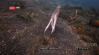 Close up tracking shot of a mimic octopus, octopus sp19.