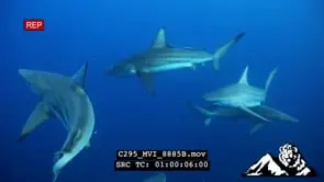 A School of Blacktip Sharks swimming around in circles feeding GOOD LIGHT