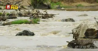 Flock of Ruppell's Vultures with Blue Wildebeests carcass laying on rocks and feeding on.
