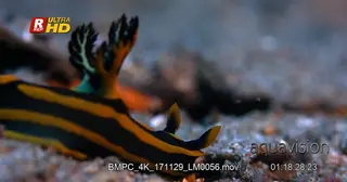 Close up side view shot of a black and yellow stripped nudibranch, Tyrannodoris…