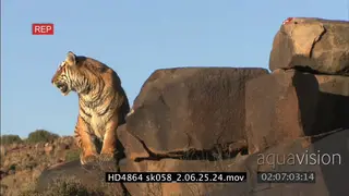 Bengal Tiger sitting on rocks scouting area