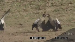 Egyptian goose fighting and flying MS various shots