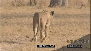 Sole female African lion walking MS