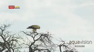 Tawny eagle perched in tree