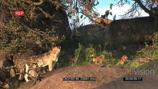 African Lioness standing looking around on rocks with cubs moving LWS HAND