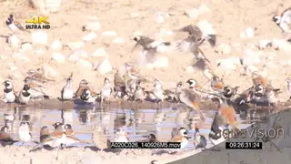 Cuckoo-finchs Red-headed finch with Flock of Cape Sparrows Social Weavers flying around.