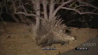 Cape Porcupine patrolling foraging at NIGHT