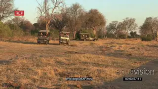 Wild dog hunting with tourist safari vehicle in the background