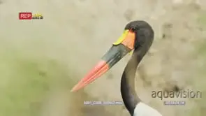 Close up shot of saddle-billed stork's head