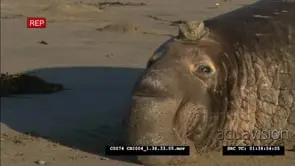 Elephant seal bull laying on beach, repositions itself to face camera, charges at camera