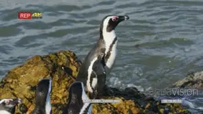 African penguins perched on the rock