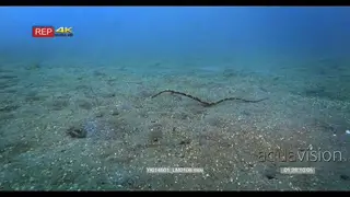 WS of a pipefish, Syngnathinae sp that catches something to eat
