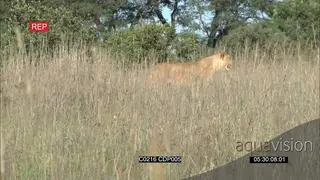 African Lioness chasing TWO Hartebeests on long grass