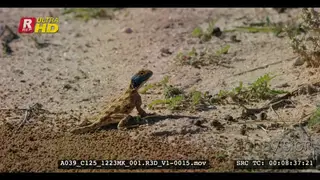 Ground agama on the sand then runs away