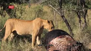 African Lioness feeding on a Buffalo Carcass GOOD LIGHT