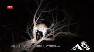 A pair of Leopards on a tree fighting LOW LIGHT
