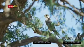 Lanner falcon perched on tree
