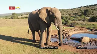 An elephant standing next to the waterhole after drinking WS GOOD LIGHT