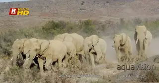 Herd of young and adult African Elephant running pass by the frame.