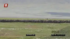 Adult Cape buffalo herd gather and aggressive behaviour display of them tossing a young.