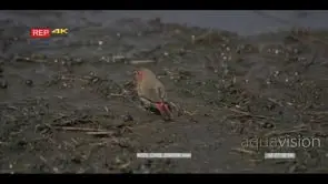 Redbilled Firefinch standing and eating on riverbank