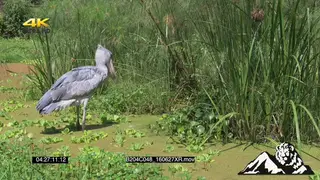 Shoebill fishing in a swamp