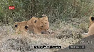 Young African Lion biting and carrying newborn cub in the bushveld and the rest of the.