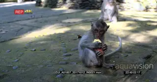 CU of a juvenile Balinese long-tailed monkey holding onto a large sweet potato feeding on.