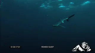 Mako sharks swimming around UW