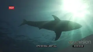 Great White Shark swimming underwater in ocean with sun shinning through LA LS PAN