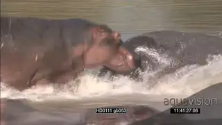 Hippo pod calfs social behaviour resting agitated running splashing water walking…