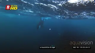 Orca Killer Whales hunting herring in noway UW