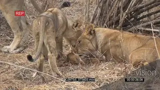 A pride of lions sniffing on a dead cud killed by a lioness and and the lioness biting.