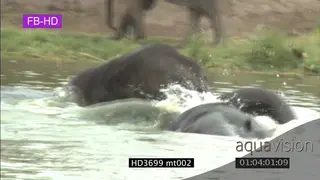 Young Elephants fighting or playing in a river AmCam HAND