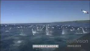 Sardine Run Cape Gannets diving into water HAND HELD