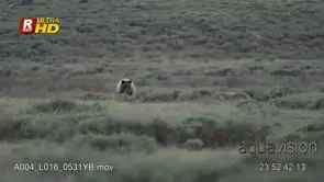 Adult female Grizzly bear chasing Coyote off elk carcass