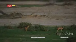 Three black-backed jackal standing one left leaving two fighting and another one run away