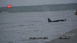 A Pod of Killer Whales Swimming Porpoising in the Ocean GENERAL BEHAVIOUR