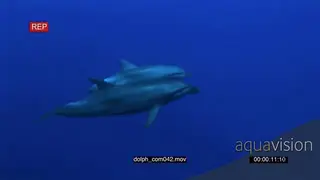 Indo-Pacific Bottlenose Dolphins swimming slowly underwater and passing by camera.